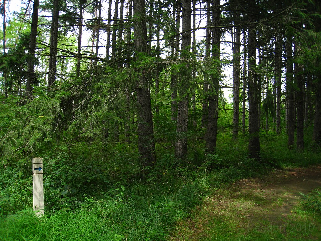 Matthaei Botanical Gardens 2010 0570.jpg - My favorite place in the park is the large pine forest. Quiet, cool, nice and peaceful.